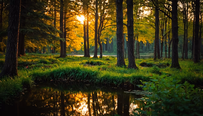 Forest Reflections