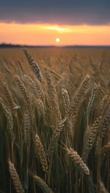 Golden Hour Harvest Golden Hour Harvest