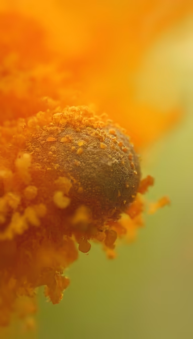 Floral Close-Up