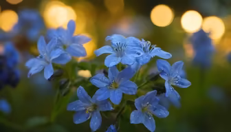 Blue Flowers Blue Flowers