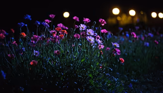 Night Bloom Night Bloom