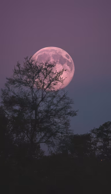 Pink Moon Pink Moon