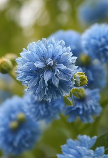 Blue Beauty Blue Beauty