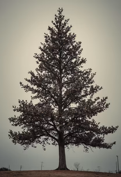 Solitary Majesty Solitary Majesty