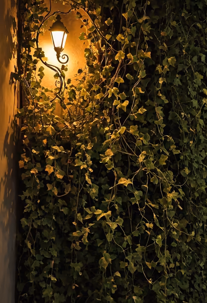 Ivy and Light Ivy and Light