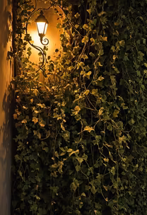 Ivy and Light