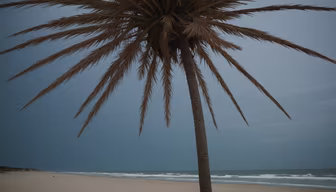 Beach Palm Beach Palm