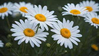 Daisy Dreams Daisy Dreams