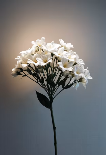 White Blossom White Blossom