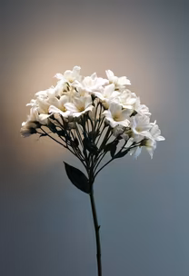 White Blossom White Blossom