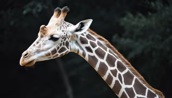 Gentle Giant Gentle Giant