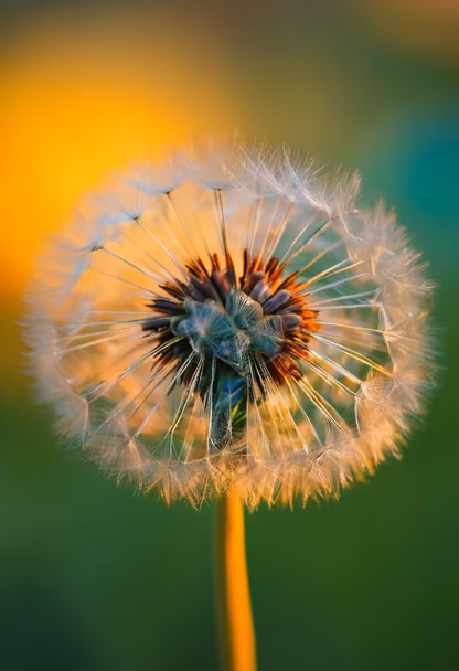 Ephemeral Beauty Ephemeral Beauty