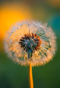 Ephemeral Beauty Ephemeral Beauty