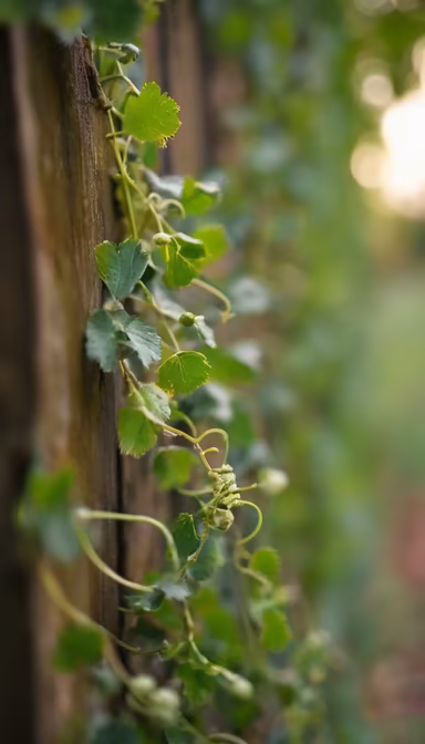 Nature's Embrace Nature's Embrace