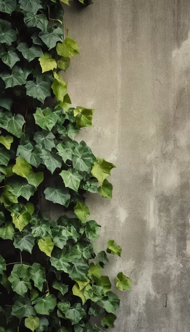 Ivy Wall Ivy Wall