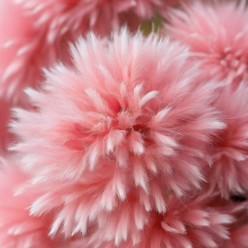 Pink Fluff