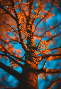 Autumnal Majesty Autumnal Majesty