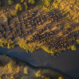 The Great Migration The Great Migration