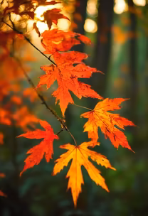 Autumn's Embrace Autumn's Embrace