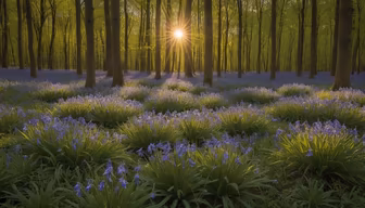 Enchanted Forest Enchanted Forest