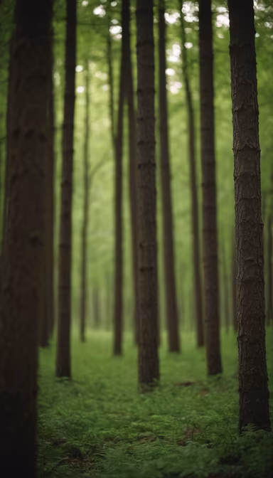 Forest Serenity Forest Serenity