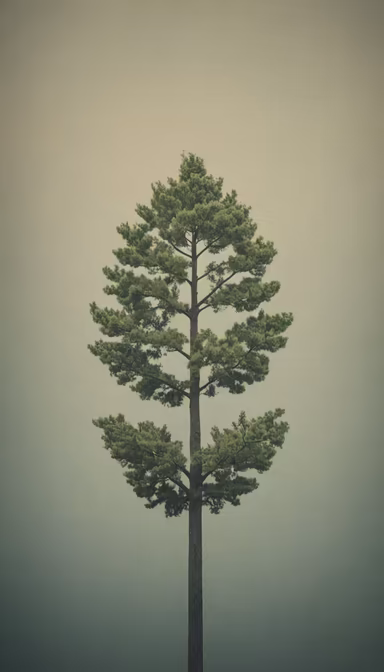 Solitary Pine Solitary Pine
