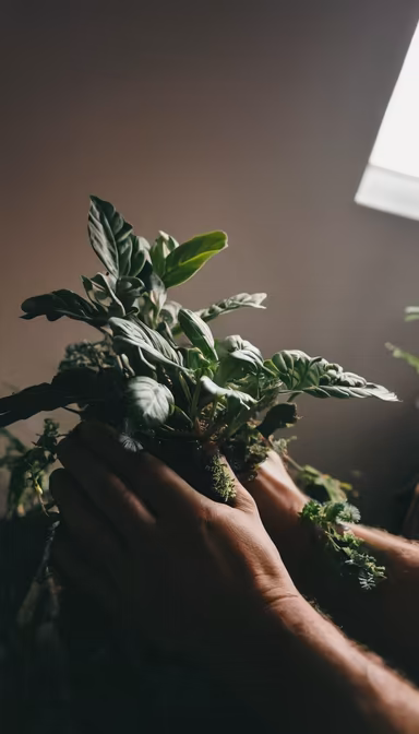 Planting Dreams