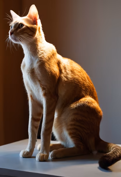 Regal Feline Regal Feline