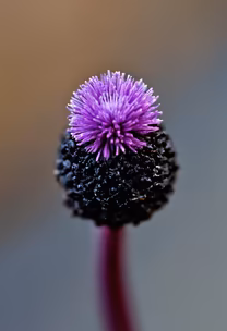 Purple Bloom