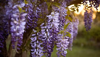Wisteria Dreams Wisteria Dreams