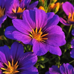 Purple Petals Purple Petals