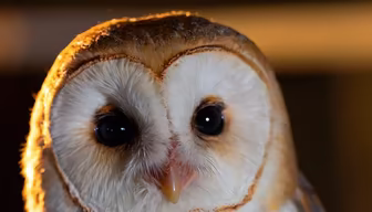 Barn Owl Stare Barn Owl Stare
