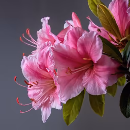Pink Perfection Pink Perfection