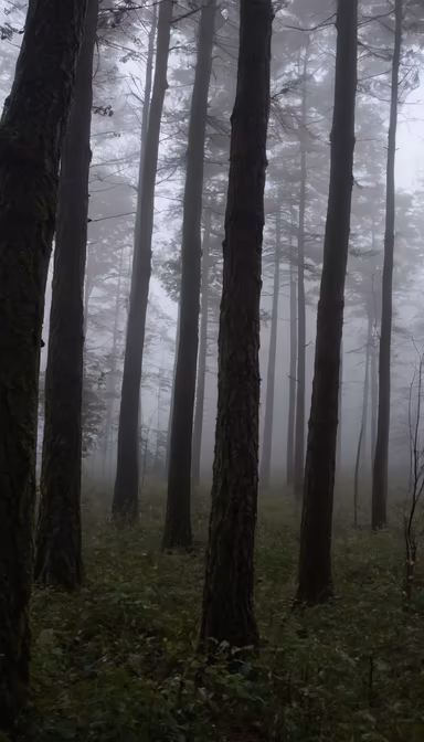 Misty Forest Misty Forest