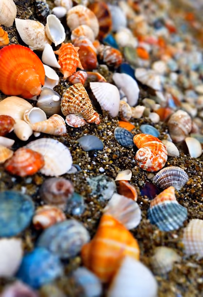 Seashell Treasures Seashell Treasures