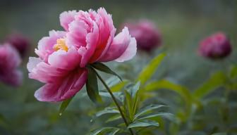 Peony Perfection Peony Perfection