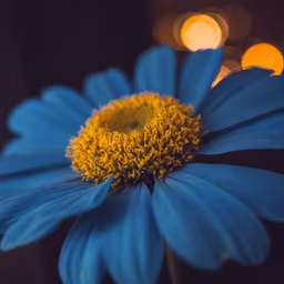 Blue Daisy Dream Blue Daisy Dream