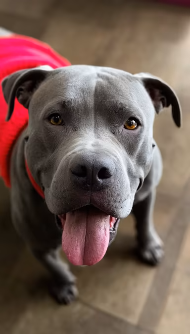 Happy Pup Happy Pup