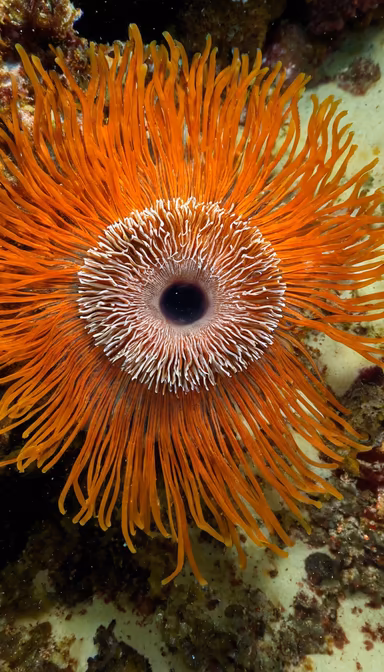 Sea Anemone Sea Anemone