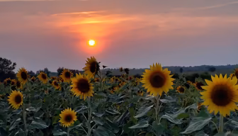 Sunflower Sunset Sunflower Sunset