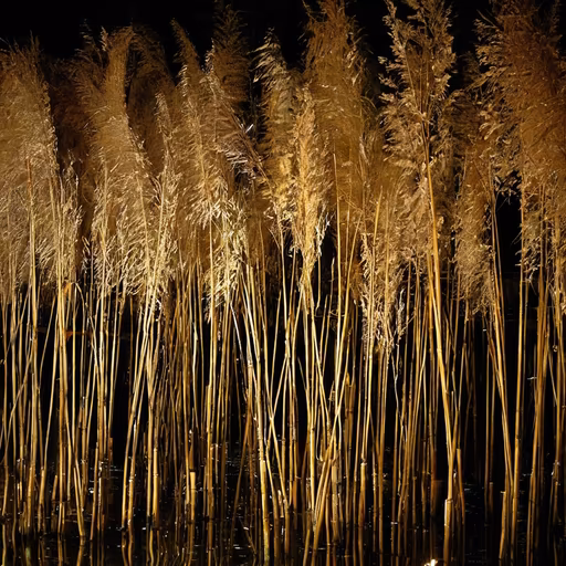 Golden Reeds