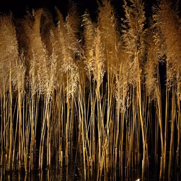 Golden Reeds