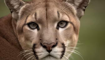 Mountain Lion Stare