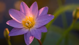Water Lily Bloom Water Lily Bloom