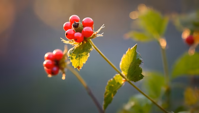Wild Berries