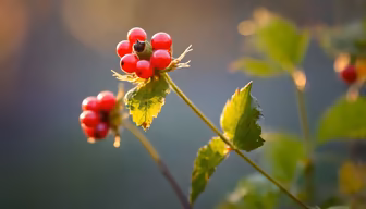 Wild Berries