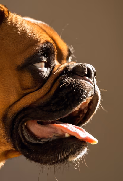 Boxer's Profile Boxer's Profile