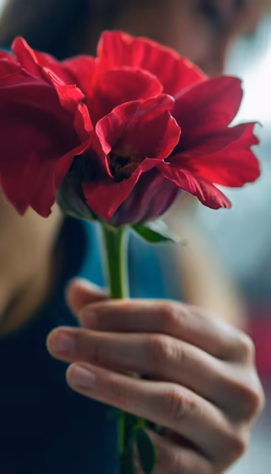 Crimson Bloom Crimson Bloom