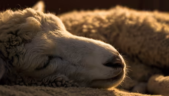 Dreaming of Green Pastures Dreaming of Green Pastures