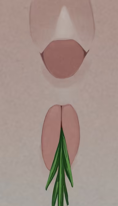 Tulip Anatomy Tulip Anatomy